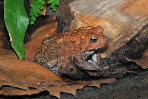 Američki žaba u terariju. Fotografija toha Američki žaba u terariju. Fotografija toha