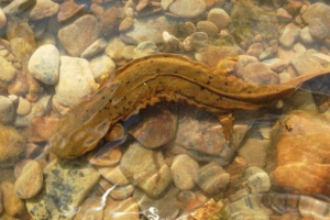 Američki divovski salamanderi ili hijoneaper