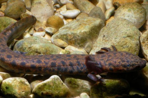 Američki proteini: njihovi tipovi i značajke postojanja Američki proteini: njihovi tipovi i značajke postojanja