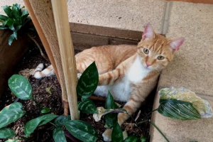 Američki mački putnik Američki mački putnik