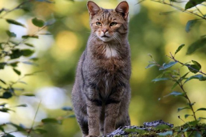 Amurski šumski krevetić