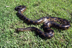 Anaconda dehauensen, ona je tamna anakonda Anaconda dehauensen, ona je tamna anakonda