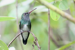 Agoily - hummingbirds s smaragdno pjenušavim ovratnikom