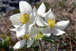 Anemonstram permsky Anemonstram permsky