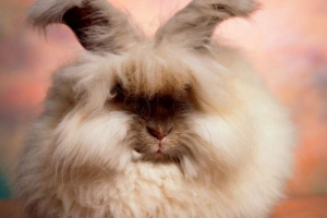 Angora zec - pahuljasta kvrga Angora zec - pahuljasta kvrga