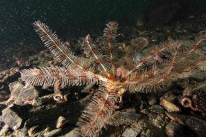 Anton sjevernoatlant: opis i fotografije marine ljiljana Anton sjevernoatlant: opis i fotografije marine ljiljana