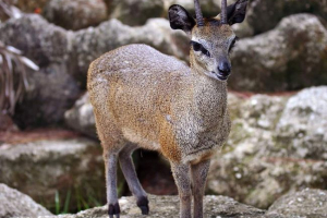 Antelopski skakač - životinja koja hoda na prstima Antelopski skakač - životinja koja hoda na prstima