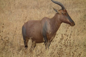 Antimope topi: izgled, ponašanje i reprodukcija Antimope topi: izgled, ponašanje i reprodukcija