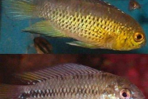 Recyg apistogram - šarene akvarijske ribe