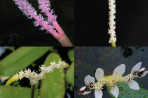 Aponoghethov Aponoghethov