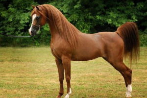 Arapski konji. Sadržaj čistokrvnih konja