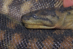 Arafur beard snake, sve o gmazovima