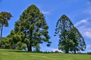 Araucaria bidville Araucaria bidville