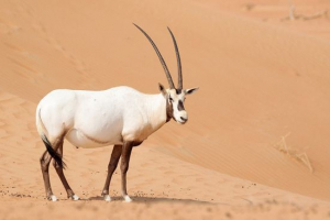 Arabian orix Arabian orix