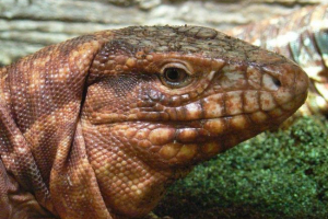 Argentinski crveni tacu ili tupinambis