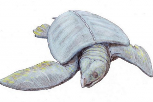 Archelon - kornjača nevjerojatnih veličina Archelon - kornjača nevjerojatnih veličina