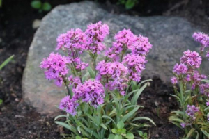 Biljke rusije Biljke rusije