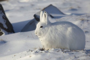 Arktički bijeli Arktički bijeli