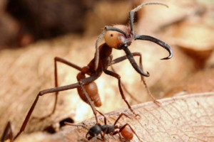 Vojni mrav Vojni mrav