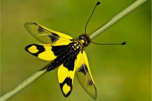 Askalaf motley ili motley bulavousk Askalaf motley ili motley bulavousk