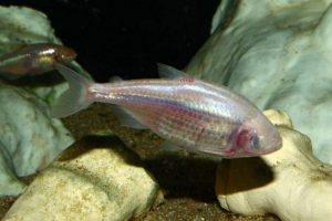 Astianaks - drevne slijepe ribe Astianaks - drevne slijepe ribe