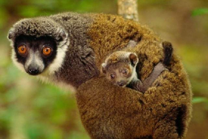 Avagis rune ili orijentalni vuneni lemur Avagis rune ili orijentalni vuneni lemur