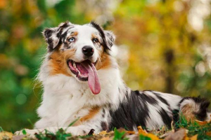 Australski shepherd pas aussi - karakteristike pasmine