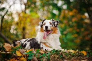 Australski pastir pas - ne u cijeloj australiji Australski pastir pas - ne u cijeloj australiji