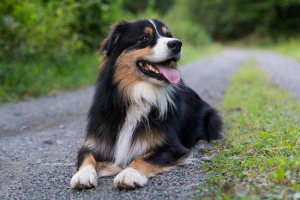 Australski shepherd: standard, opis, povijest, sadržaj, zdravlje i cijena Australski shepherd: standard, opis, povijest, sadržaj, zdravlje i cijena