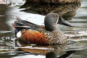 Australska škola switon