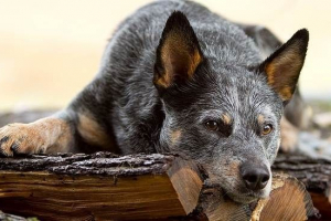 Australski pas chieler. Opis, značajke, cijena i skrb za pasminu australski chieler