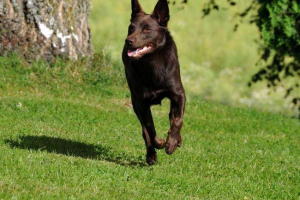 Australian kelpi: standard, opis, povijest, sadržaj, zdravlje i cijena