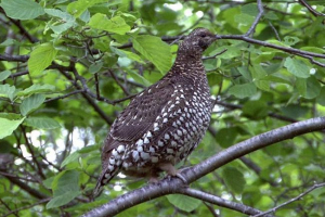 Azijski dickshaw - ptica crvene knjige Azijski dickshaw - ptica crvene knjige