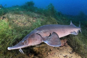 Ribarske ribe - pogledi i fotografije Ribarske ribe - pogledi i fotografije