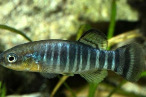 Azraksky carpozik - grabežljiva riba Azraksky carpozik - grabežljiva riba