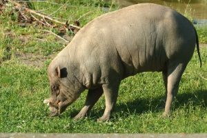 Babirussa Babirussa