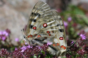 Butterfly apollo - poštanska ljepota Butterfly apollo - poštanska ljepota