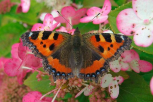 Urtikap leptira Urtikap leptira