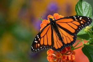 Butterfly monarh Butterfly monarh