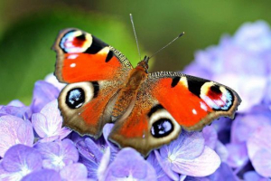 Butterfly peacock eye