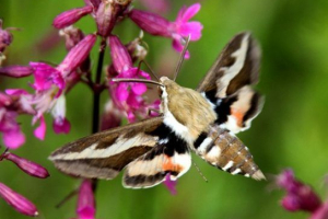 Butterfly brahnik (butterfly hummingbird) Butterfly brahnik (butterfly hummingbird)
