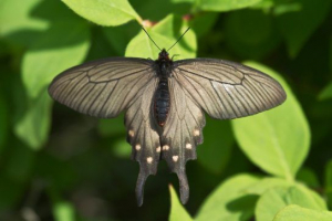 Leptiri crvene knjige Leptiri crvene knjige