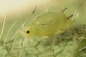 Bakhchy tlla - svejedi kukac i nositelj virusa Bakhchy tlla - svejedi kukac i nositelj virusa