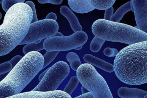 Bakterije: prijatelj ili neprijatelj? Bakterije: prijatelj ili neprijatelj?