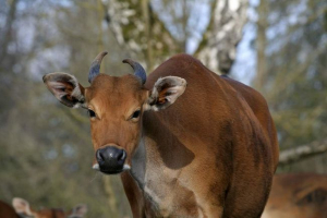 Bantang - utjelovljenje milosti među bikovima Bantang - utjelovljenje milosti među bikovima