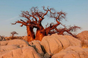 Baobab - opis i fotografija ogromnog dugotrajnog stabla Baobab - opis i fotografija ogromnog dugotrajnog stabla