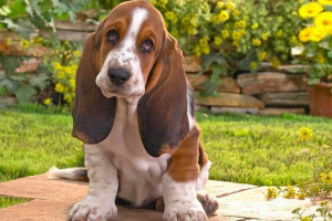 Basset hound - pasmina opis
