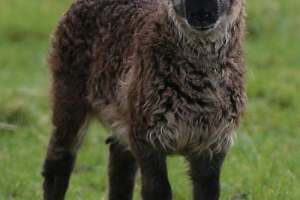 Basl - prosjek između ram-a i koze Basl - prosjek između ram-a i koze