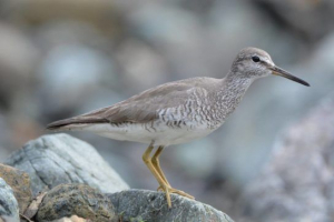 Beskovy ptice Beskovy ptice