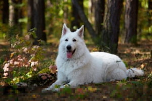 White swiss shepherd - značajke pasmine White swiss shepherd - značajke pasmine